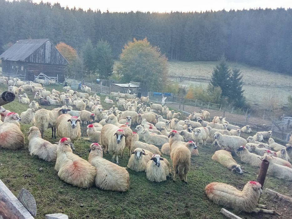 Oii și berbeci  bune