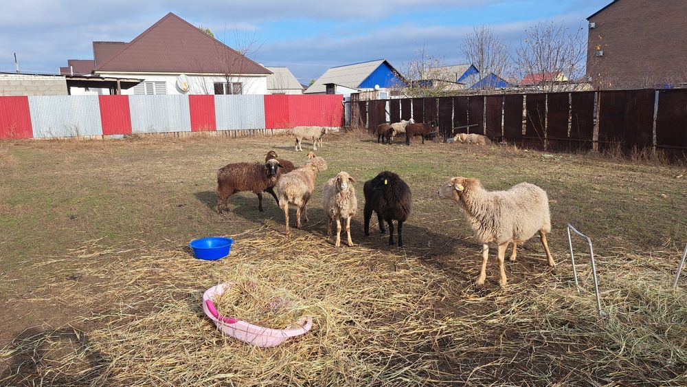 Кои сатылат стары аэрапорт