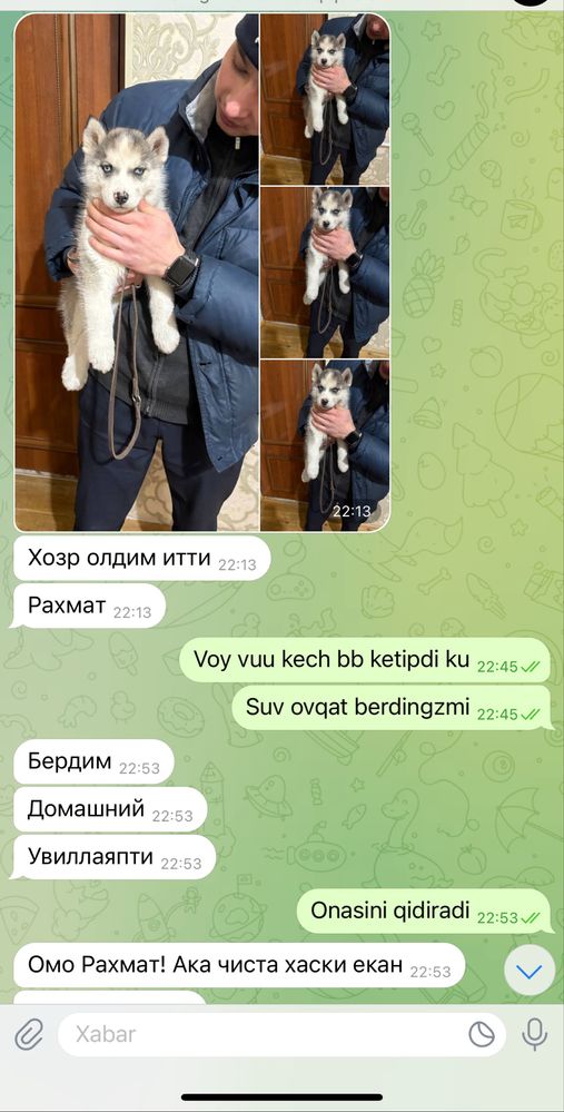 Сибирский хаски кучиги