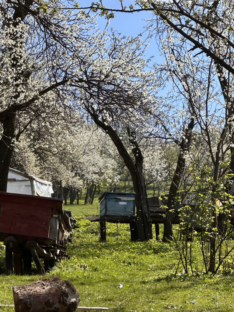 Vand miere poliflora, salcam si papadie