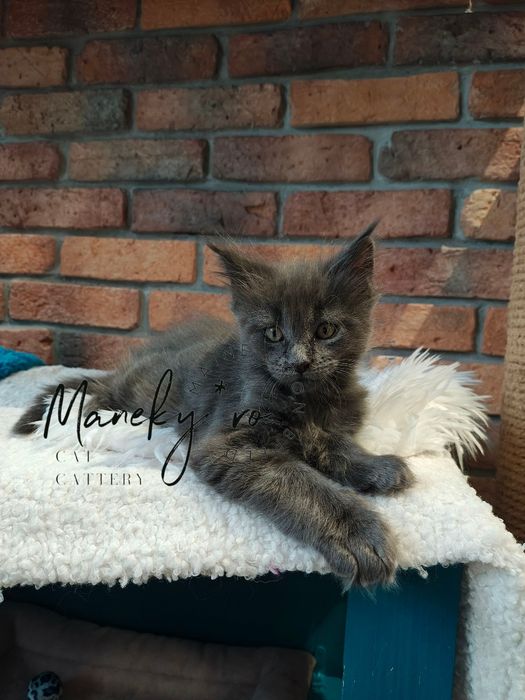 Pui Maine Coon cu pedigree