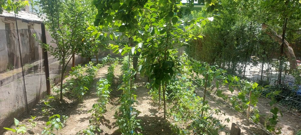 Gazon ekish xizmati  bog'bon xizmati