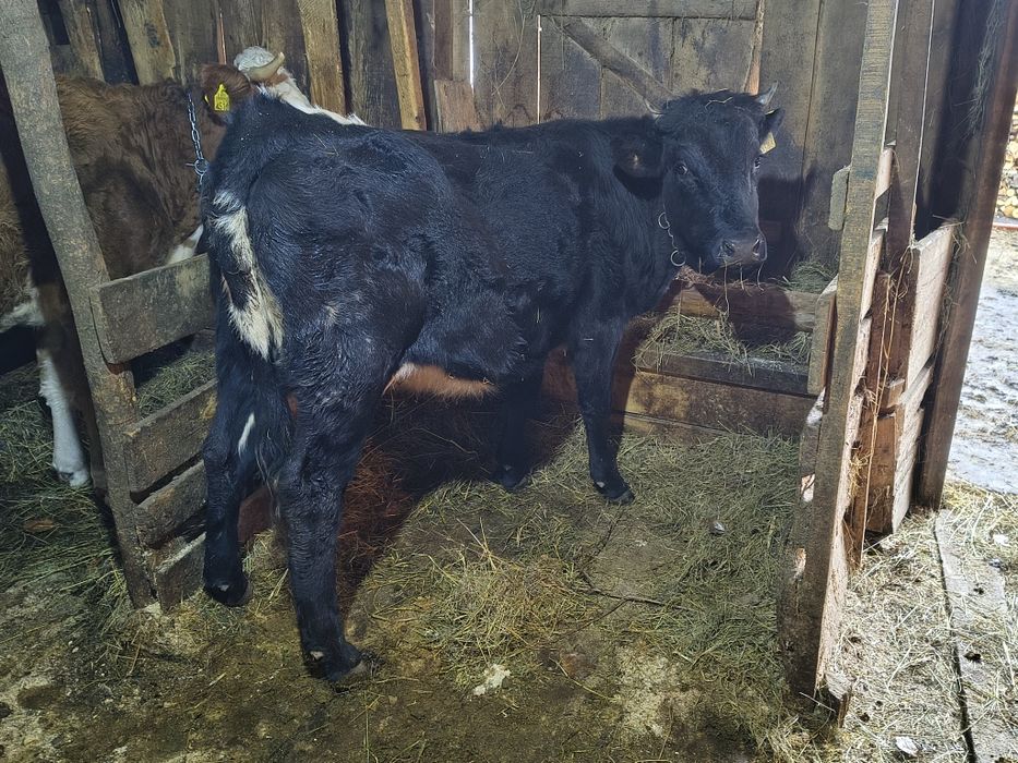 Vind junică de un an metis frumoasă