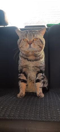 Вязка шотландский кот