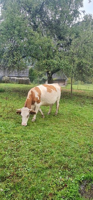 Vaca bălțată românească gestantă