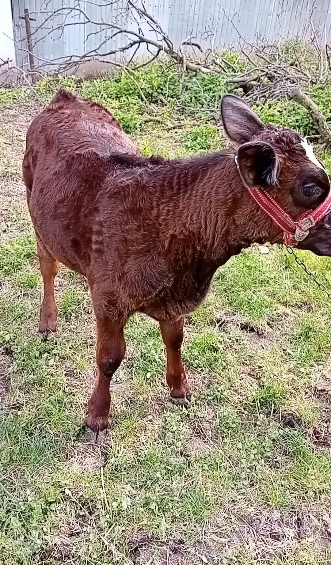 Vând vițică 4 luni