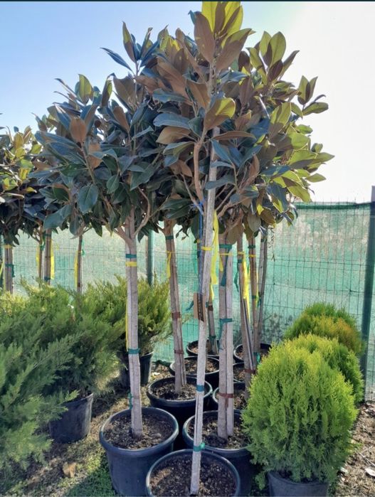 Amenajari gradini cu plante de toate speciile