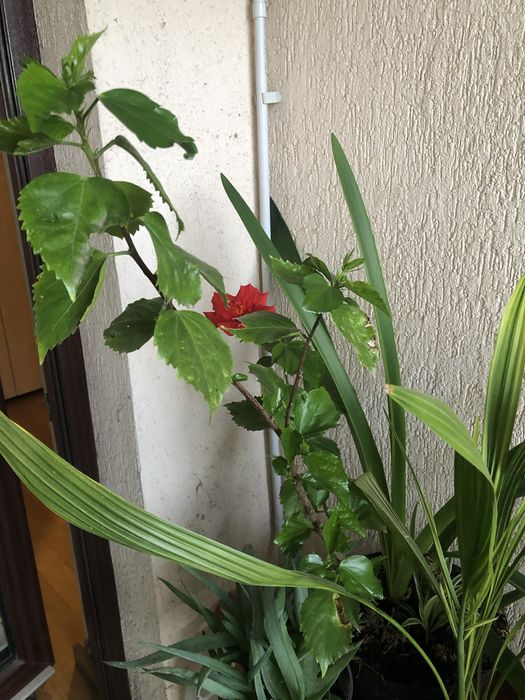 Trandafir japonez rosu