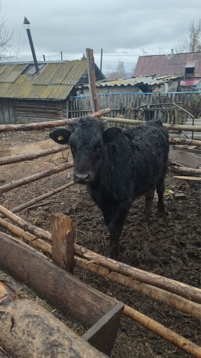 Продам телят срочно предгорное