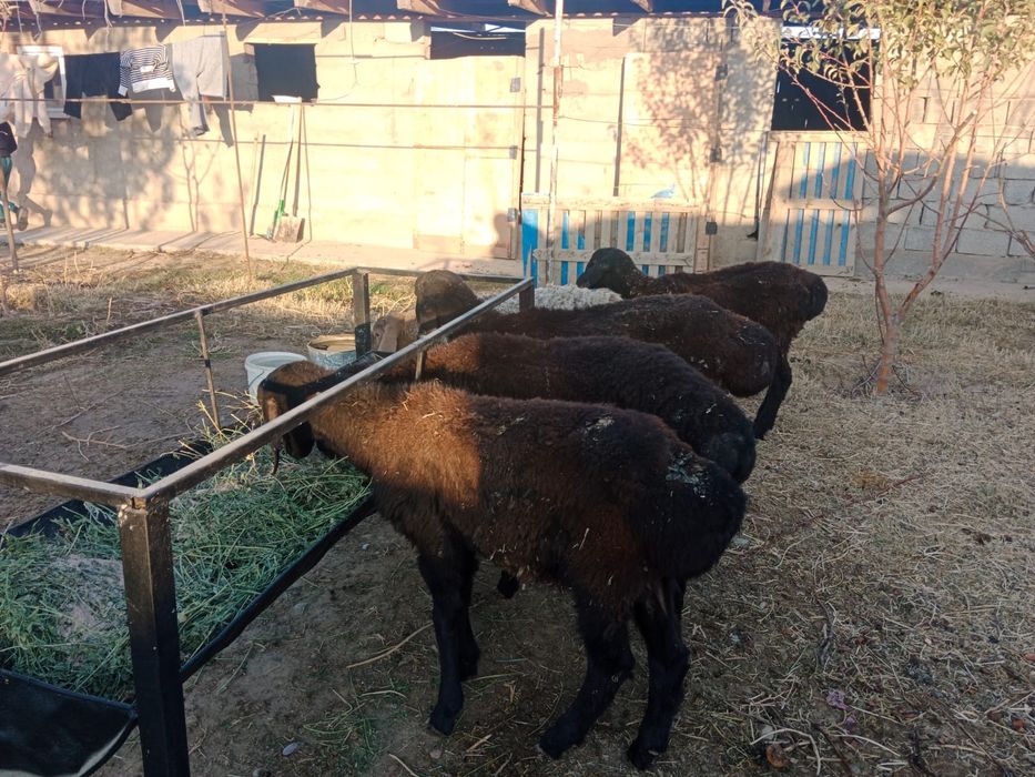 Барар и Қой сатылады