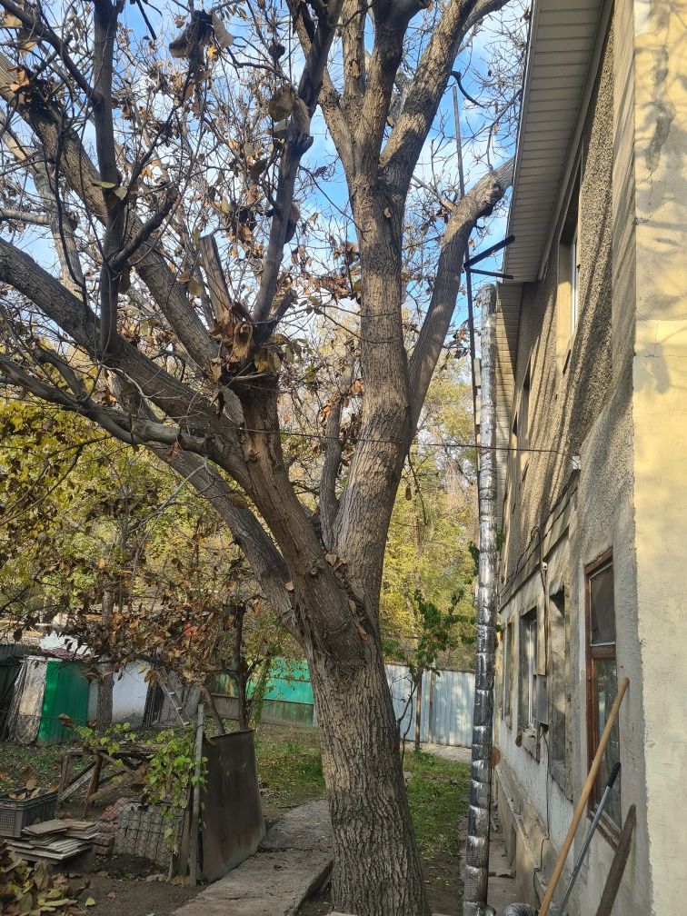 ореховое дерево-под спил