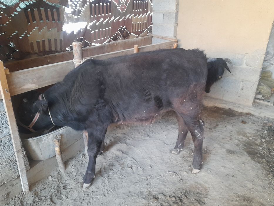 Hukizcha  sotiladi narxini kelishamiz