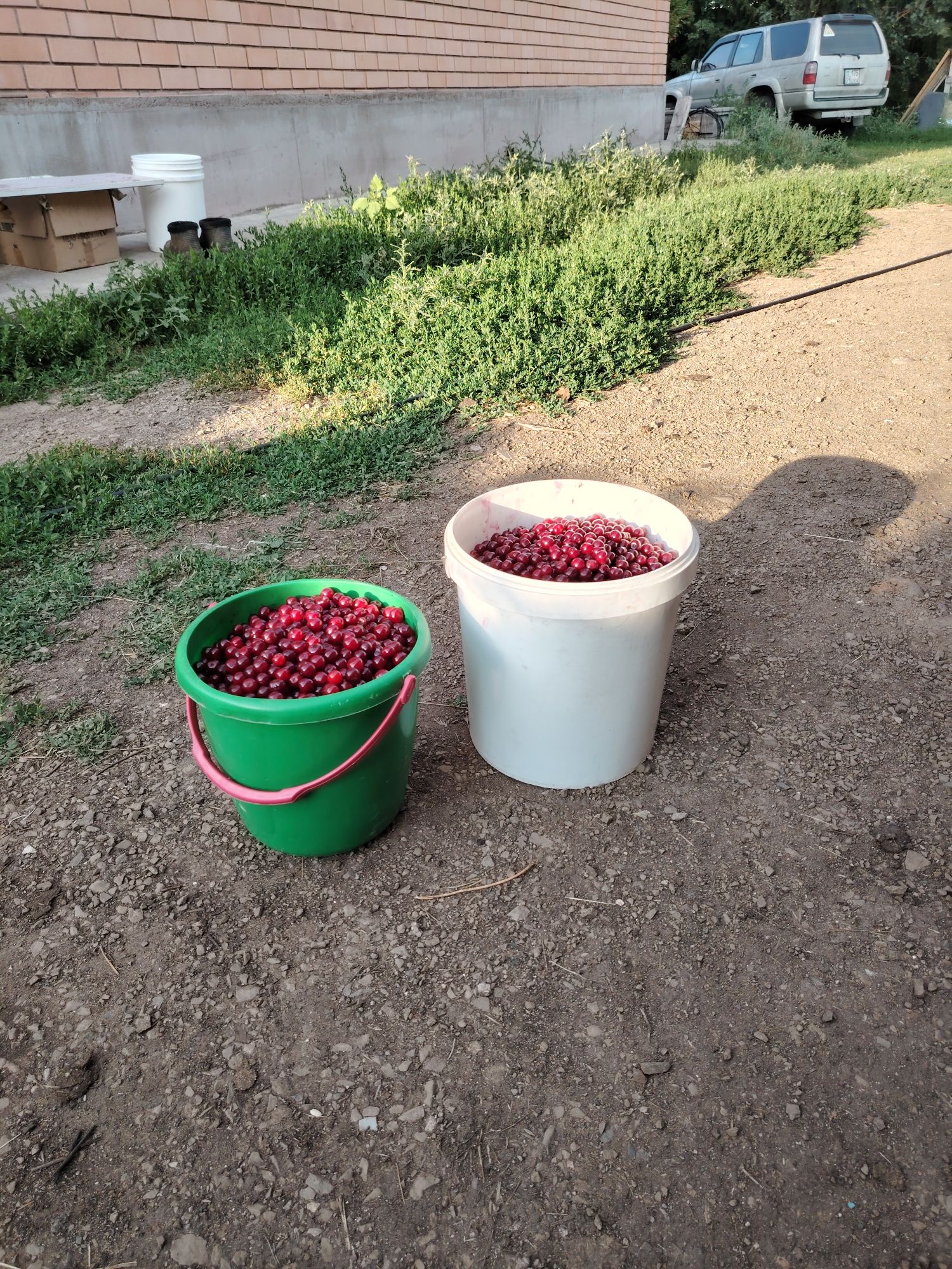 Продам спелую вишню.