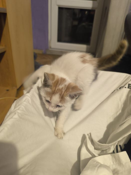 Котенце си търси спешно дом