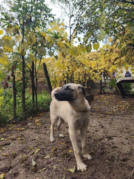 Femelă kangal in vârstă de 4,5 luni