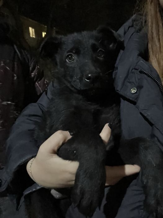 отдам щенка в добрые руки