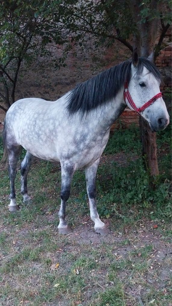 Vând urgent cal de 5 ani foarte blând