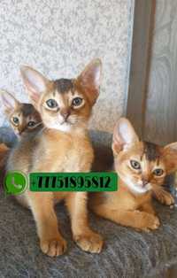 Чистокровные котятки абиссинские