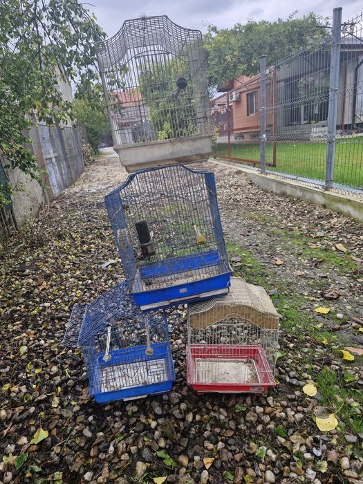 Vand colivi pentru pasarele