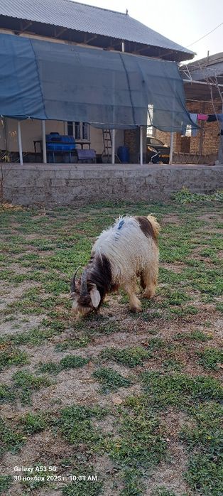 Эчки (углок) сотилади