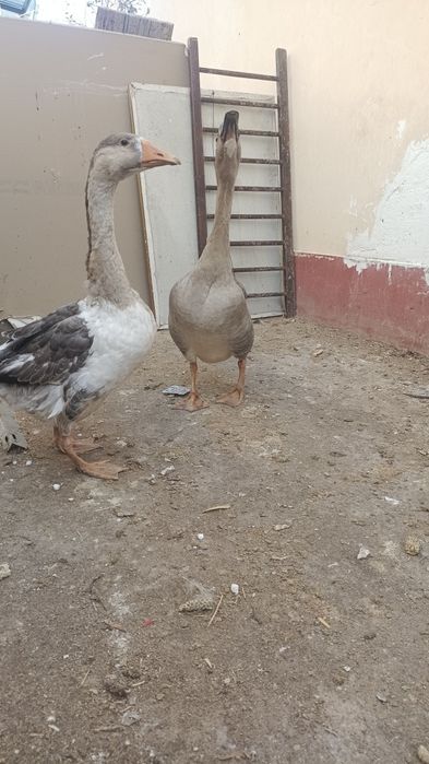 Sotiladi optomga donagayam