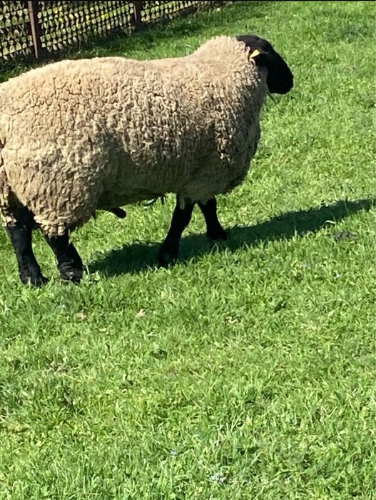 Vindem berbecuti,mielute,oi si berbeci sufolk/suffolk cu pedigree