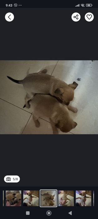 Мини пинчери мъжко и женско