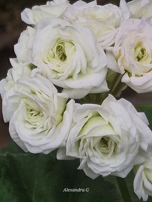 Пеларгонии в городе Абай