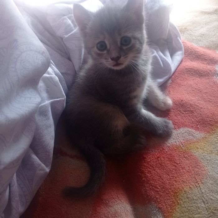 Отдам котят бесплатно