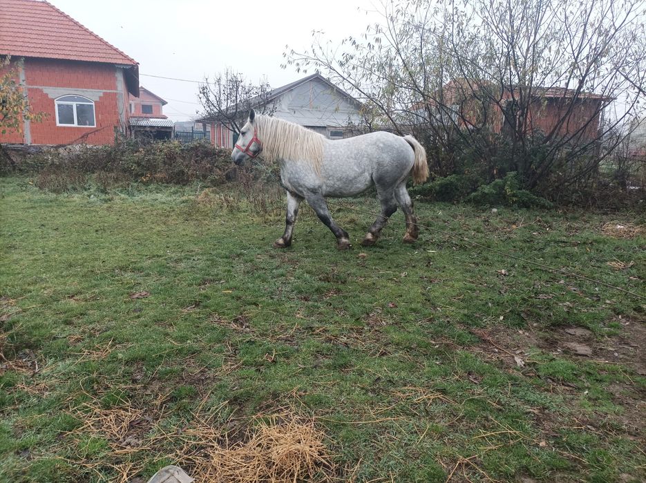 Iapa de vânzare *!!