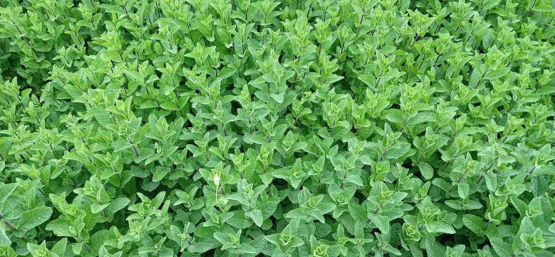 plante aromatice menta rozmarin cimbrisor coriandru oregano