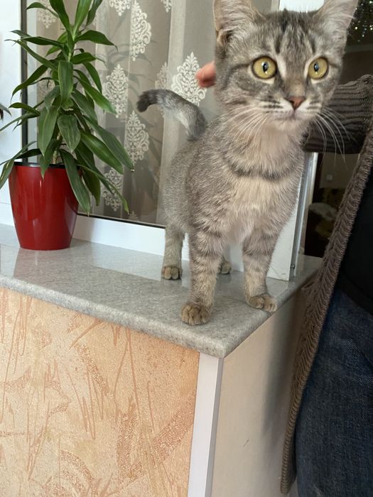 Пристраиваю котёнка