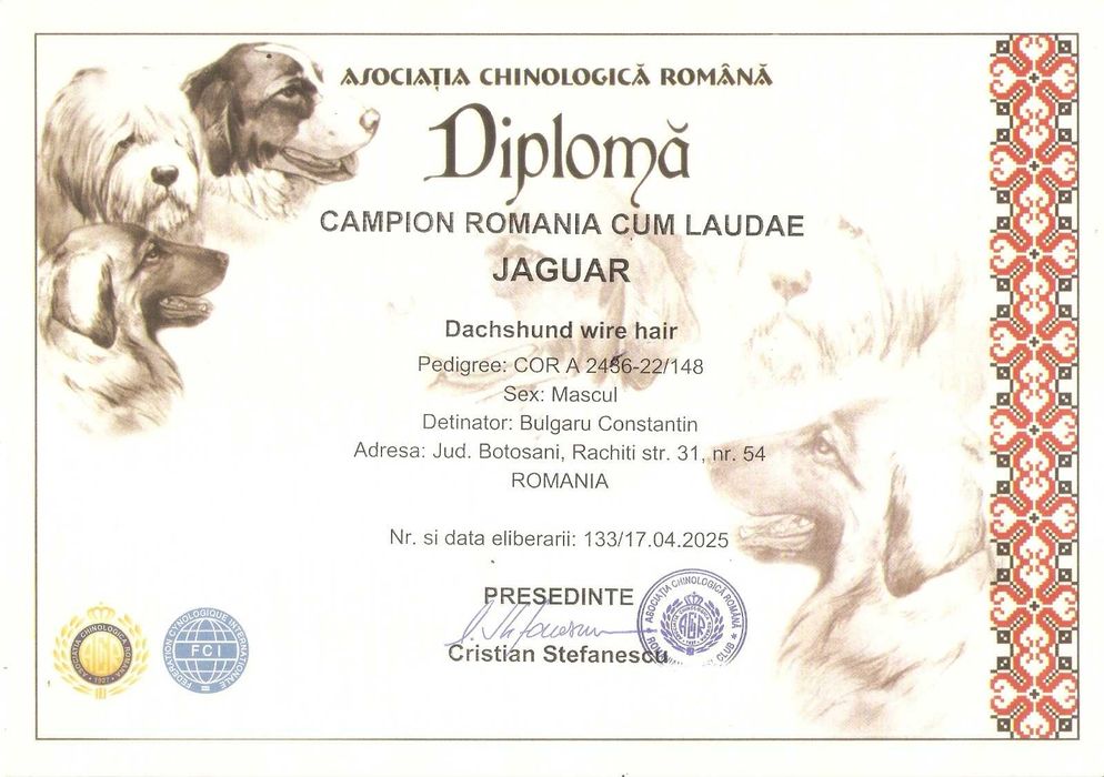 Pui Teckel Standard par Sarmos ( Dachshund Standard Rauhhaar )