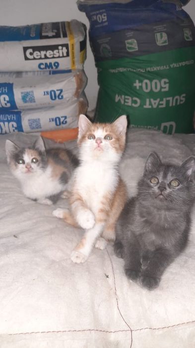 Отдам в добрые  руки котят.