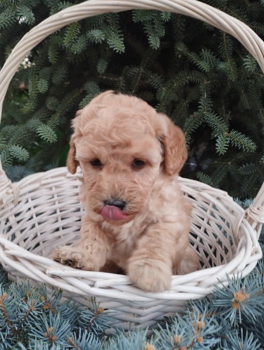 Той пудел Poodle toi