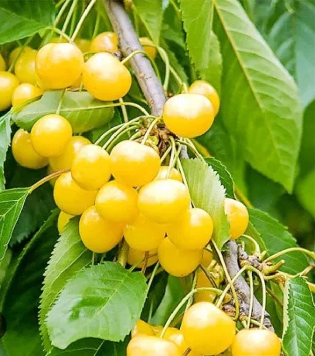 Cires Amar IMPERIAL Galben