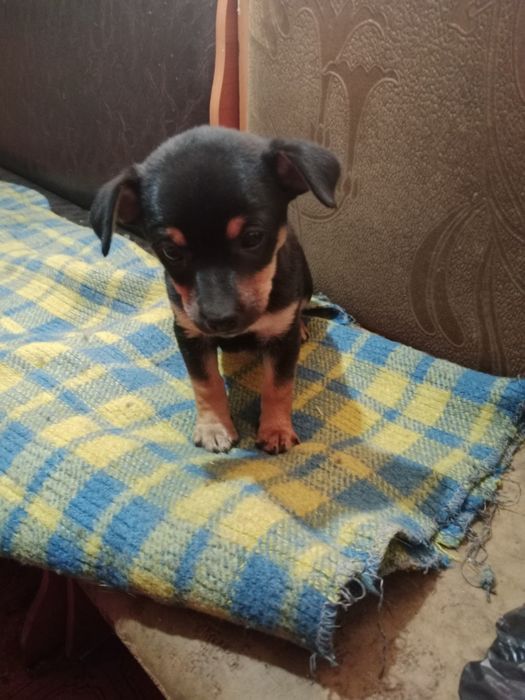 Щенок пинчера, полтора месяца