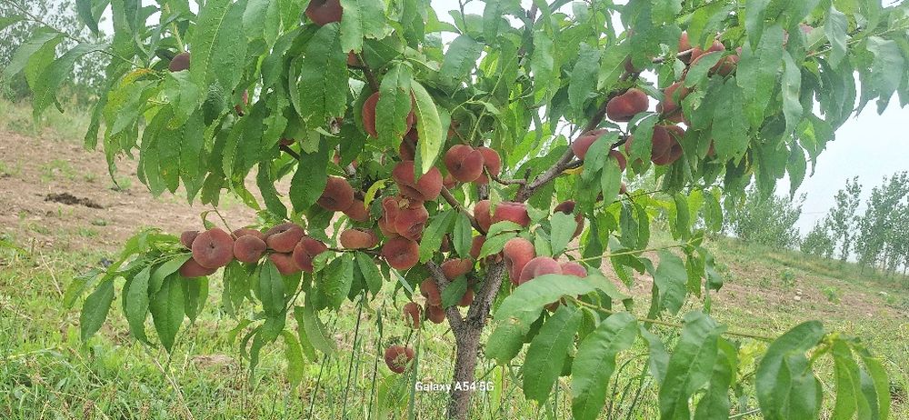 5 гектар бог сотилади