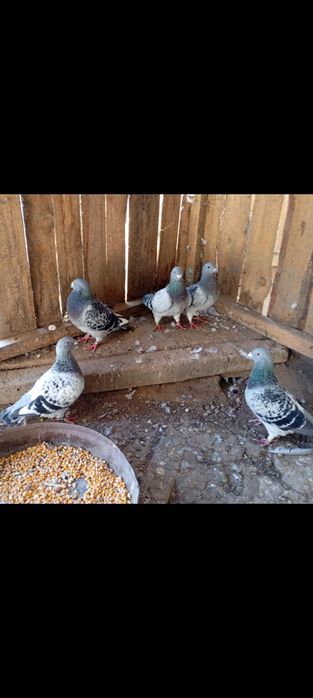 Свободни стандартни пощенци