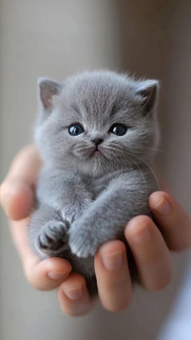 Pui british shorthair blue