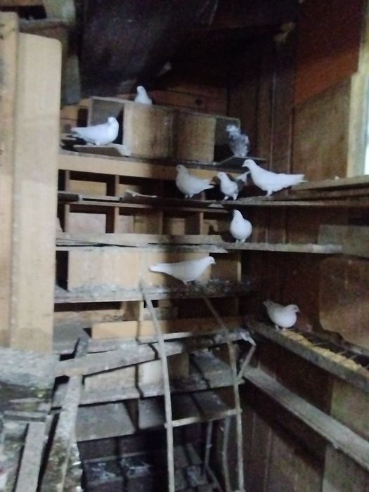 Jucători de birmingham