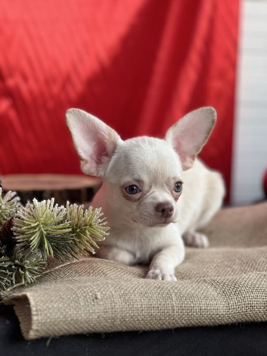 Щенок чихуахуа кобель