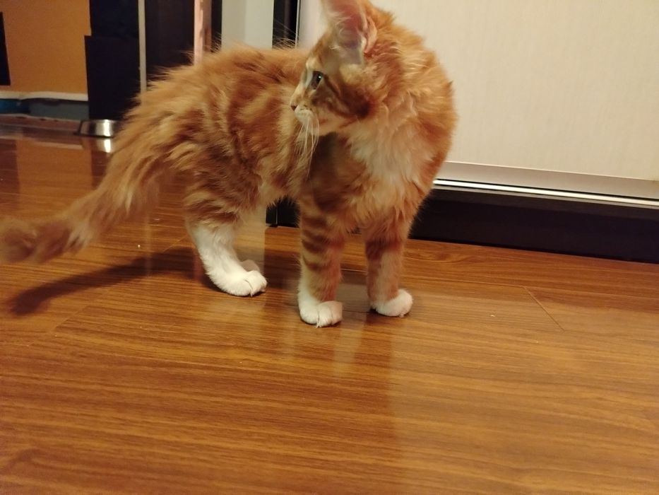 Baietel Maine Coon