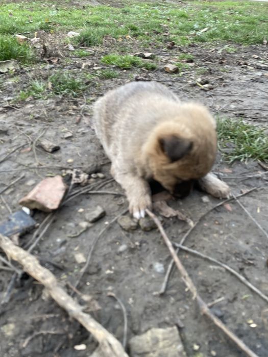 Ofer spre adoptie un catelus