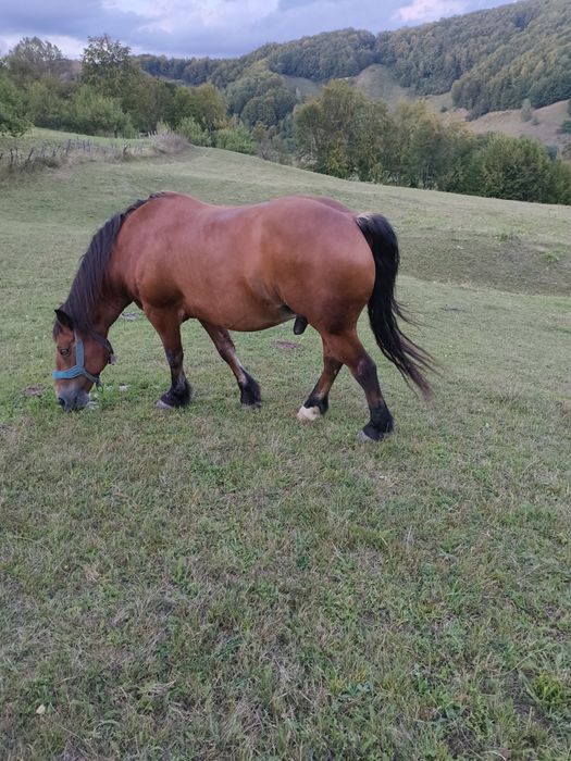 Vând cal frumos și blând