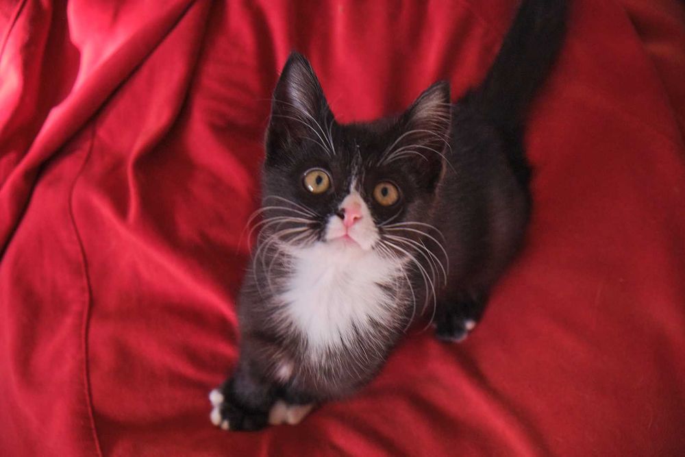 Котенок 3 месяца