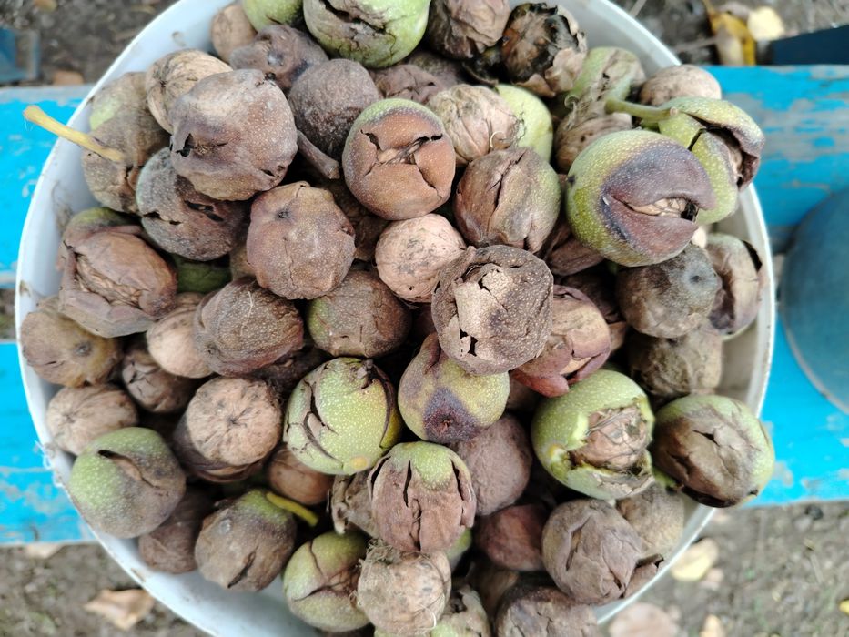 Продам грецкие орехи