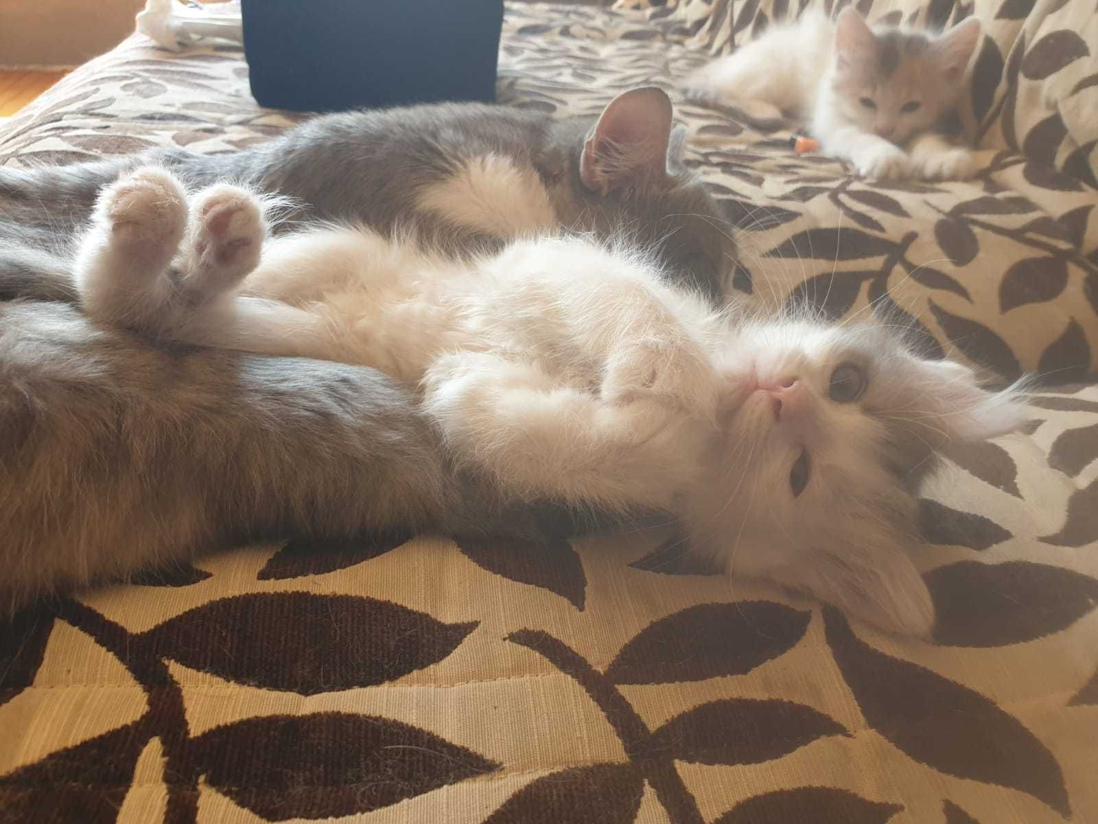 Подарявам котета