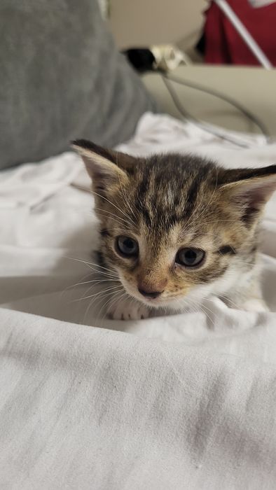2 котенца си търсят дом!