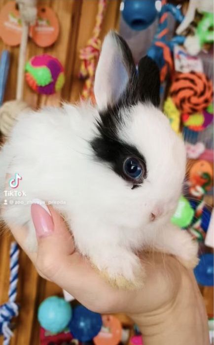 Декоративные кролики, (карликовые) в зоомагазине «ЖИВАЯ ПРИРОДА»